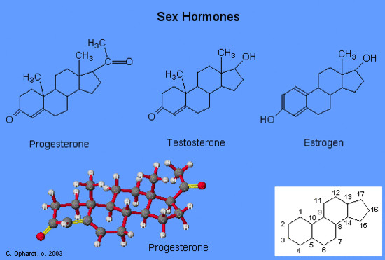 What Are The Female Sex Hormones 10
