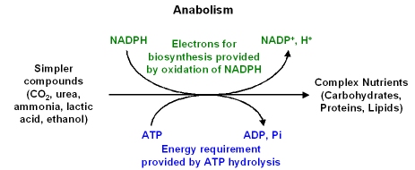 Anabolic metabolic pathways example