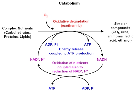 Anabolic catabolic reaction