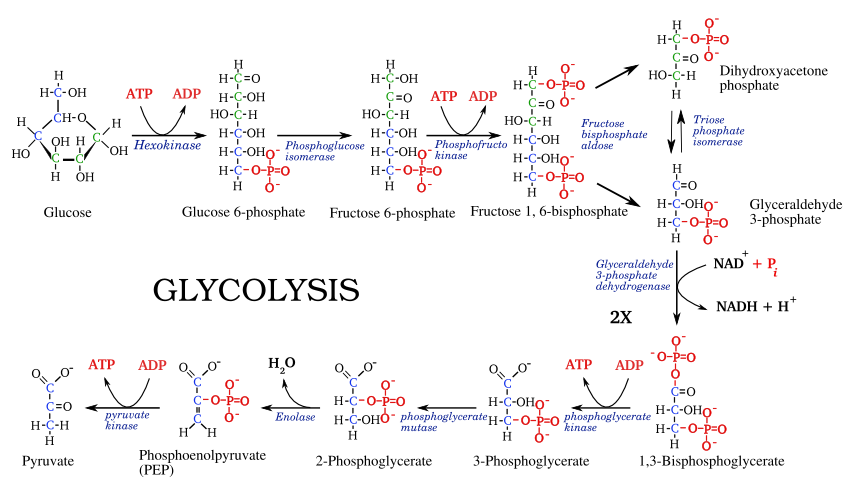 Glycolysis metabolic pathway overview diagram poster | 
